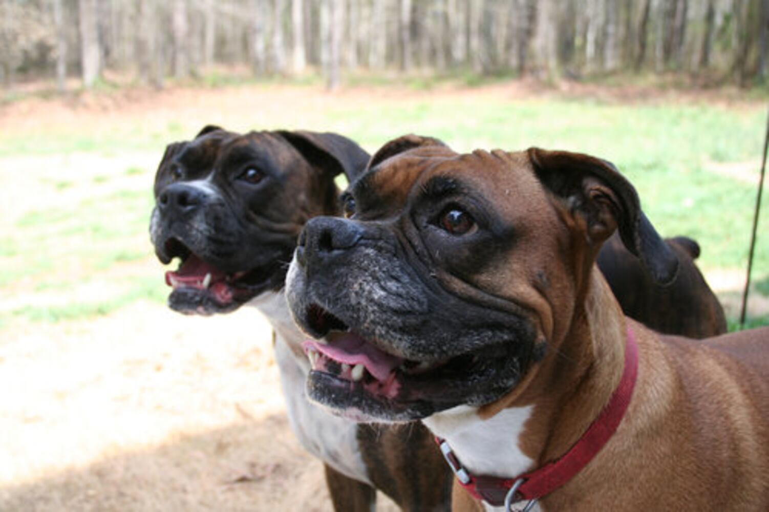 Atlanta's Top Dogs: 5. Boxers
