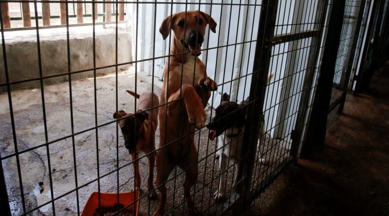 Rescue dogs at a San Antonio PetsSmart were given temporary homes.