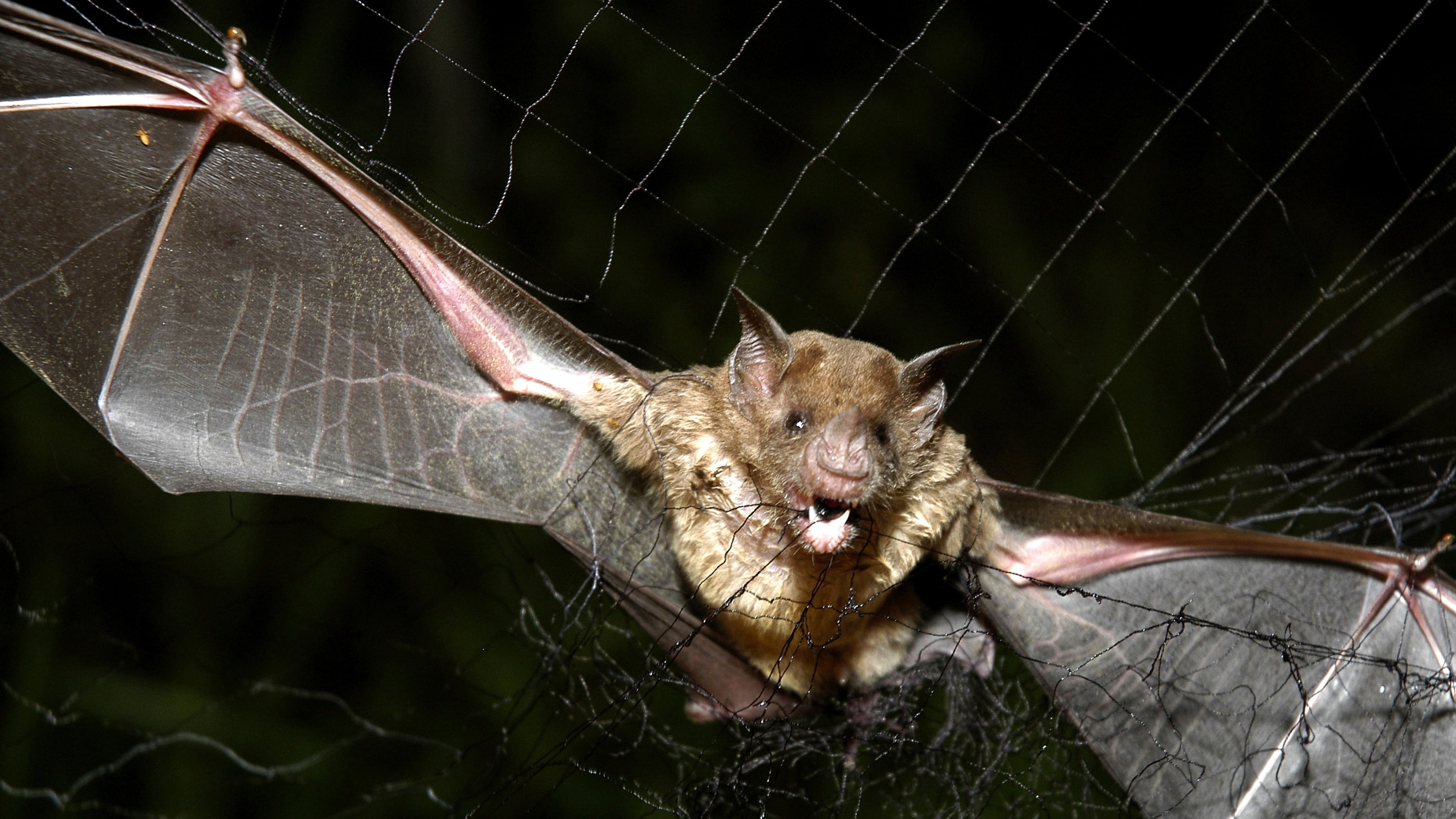 FILE - A vampire bat is caught in a net in Aracy, in the northeast Amazon state of Para, Brazil, on Thursday, Dec. 1, 2005. (AP Photo/Mario Quadros, File)