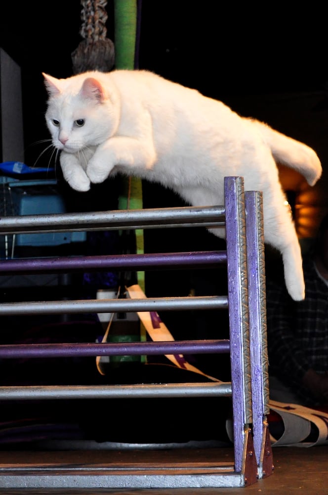 acro-cats 1