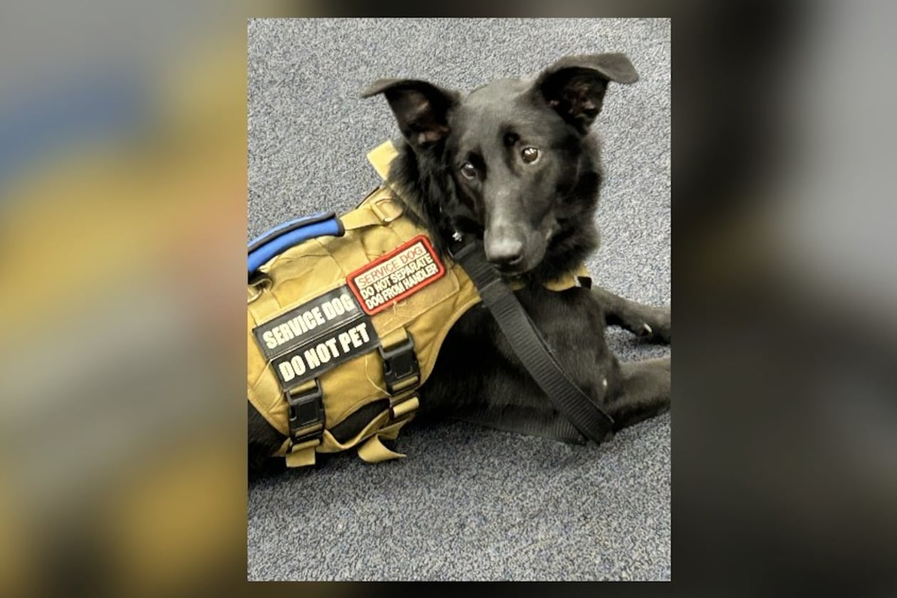 Ophelia, who was shot and killed Wednesday by a Cobb County Sheriff's deputy, is shown here in her service dog vest. (Courtesy of Healing4Heroes)