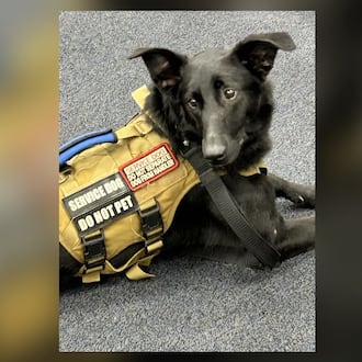 Ophelia, who was shot and killed Wednesday by a Cobb County Sheriff's deputy, is shown here in her service dog vest. (Courtesy of Healing4Heroes)