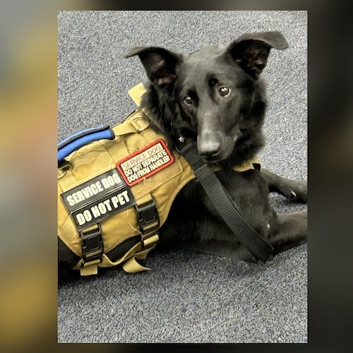 Ophelia, who was shot and killed Wednesday by a Cobb County Sheriff's deputy, is shown here in her service dog vest. (Courtesy of Healing4Heroes)