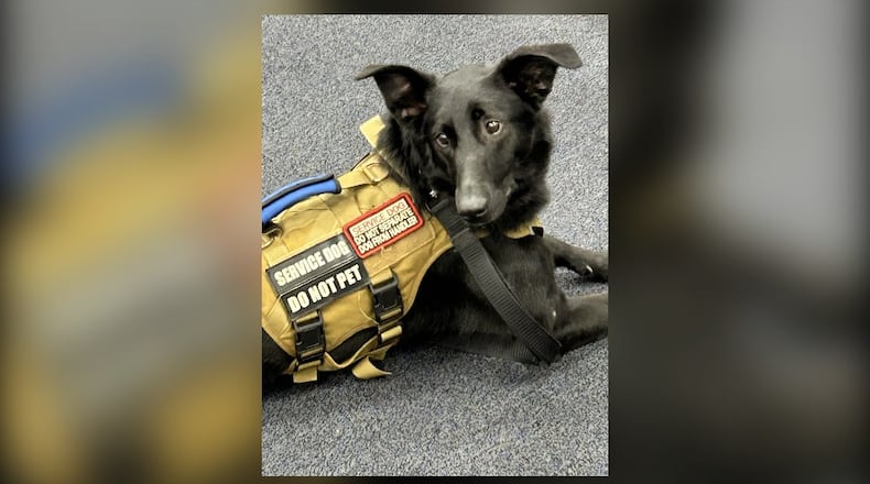 Ophelia, who was shot and killed Wednesday by a Cobb County Sheriff's deputy, is shown here in her service dog vest. (Courtesy of Healing4Heroes)