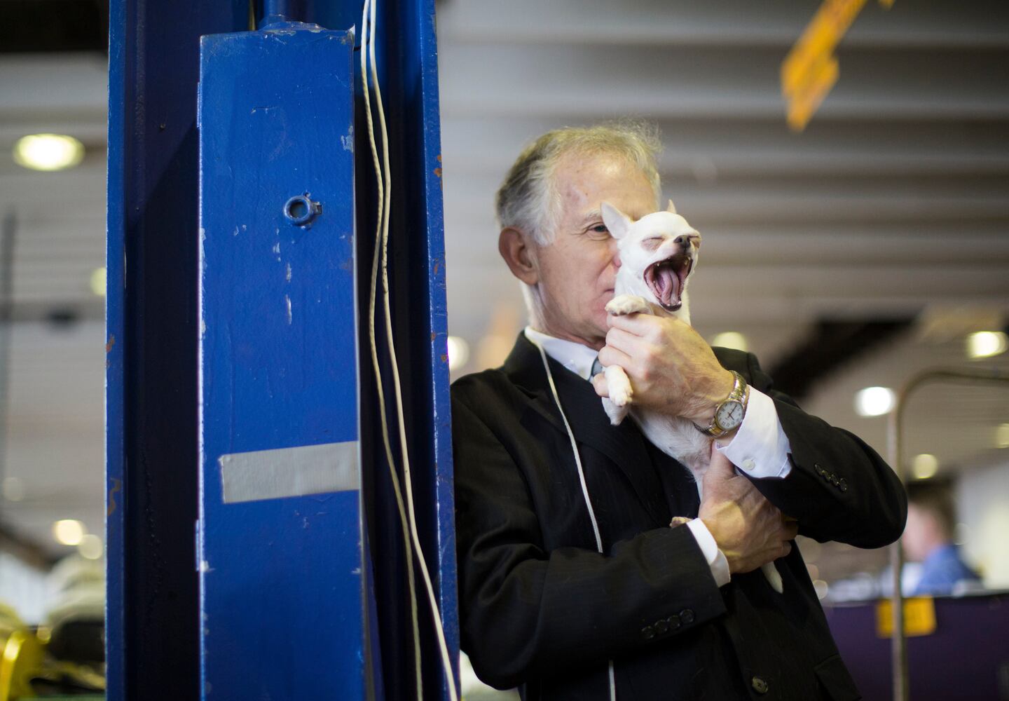 137th Westminster Dog Show