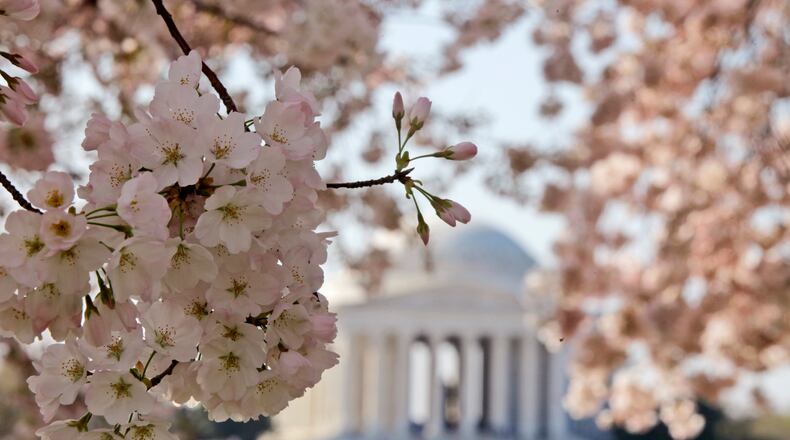 Blooming cherry blossoms framing the Jefferson Memorial, on the Tidal Basin in Washington D.C.