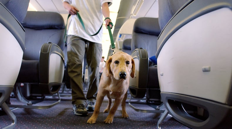 Dog on a plane.