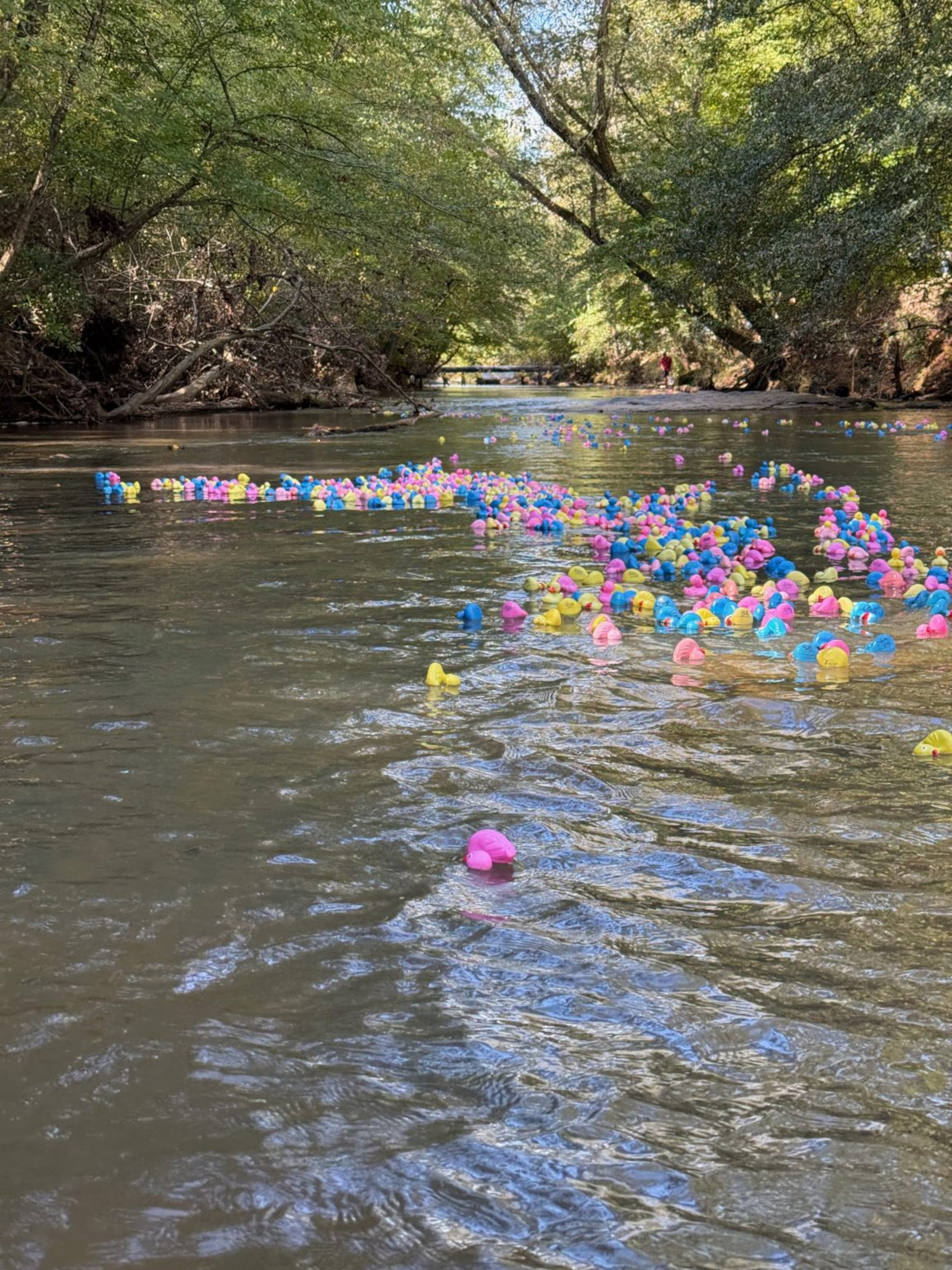 Rent a duck to float down a stretch of Big Creek in Roswell at the Great Annual Duck Race on Saturday for a chance to win a prize. (Courtesy of the city of Roswell)