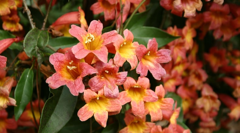 Crossvine makes an attractive cover for an arbor or an eyesore. Contributed by Walter Reeves