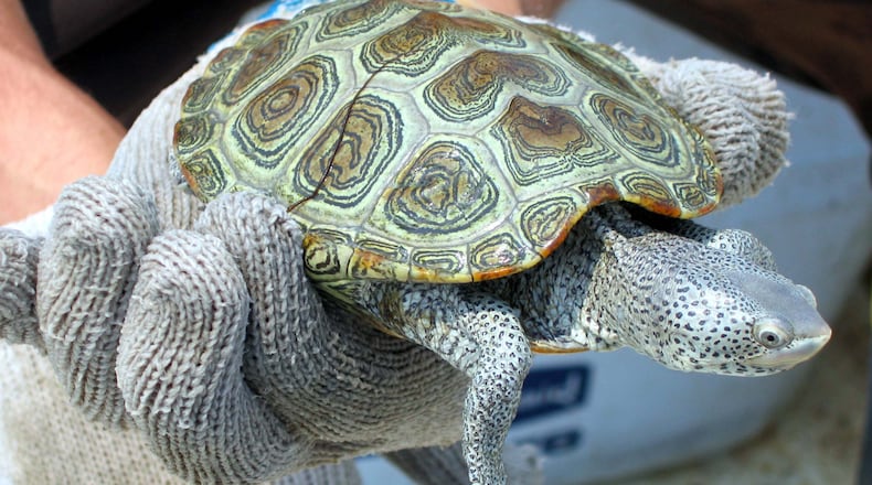 The diamondback terrapin, like the one shown here, is the only reptile adapted to life in coastal salt marshes. However, the little turtle is facing an alarming decline because of several threats, including pollution and climate change. (Charles Seabrook for The Atlanta Journal-Constitution)