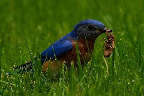 A male bluebird picks a periodical cicada nymph from the grass, Wednesday, May 21, 2025, in Cincinnati. (AP Photo/Carolyn Kaster)