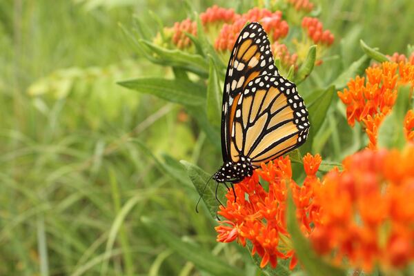 A monarch butterfly sips nectar from a butterfly weed. The wildflower draws a variety of butterfly species and hence is aptly named. Monarch butterfly caterpillars also eat the leaves of butterfly weed, which is a species of milkweed. CONTRIBUTED BY KOPPH / CREATIVE COMMONS