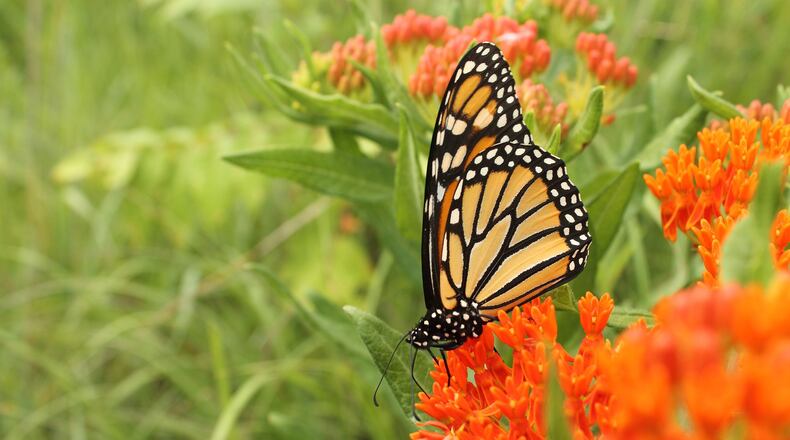 A monarch butterfly sips nectar from a butterfly weed. The wildflower draws a variety of butterfly species and hence is aptly named. Monarch butterfly caterpillars also eat the leaves of butterfly weed, which is a species of milkweed. CONTRIBUTED BY KOPPH / CREATIVE COMMONS