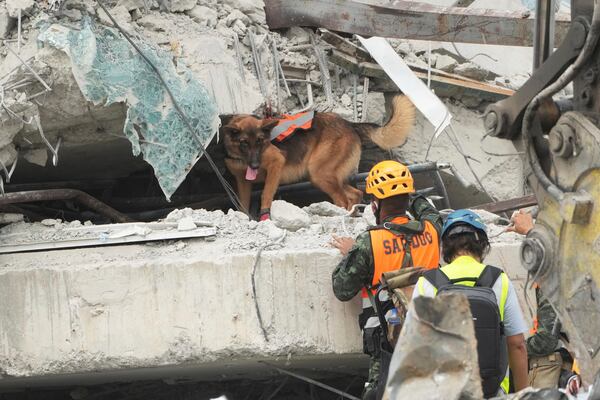 Rescuers use sniffer dog at work at the site of an under-construction high-rise building that collapsed on Friday after an earthquake in Bangkok, Thailand, Sunday, March 30, 2025. (AP Photo/Sakchai Lalit)