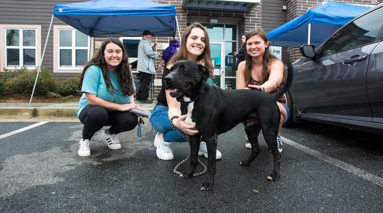 A dog is fostered at one of LifeLine's shelters.