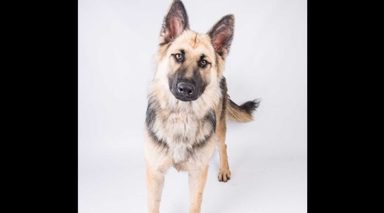 Dutchie was displaced by Hurricane Irma.