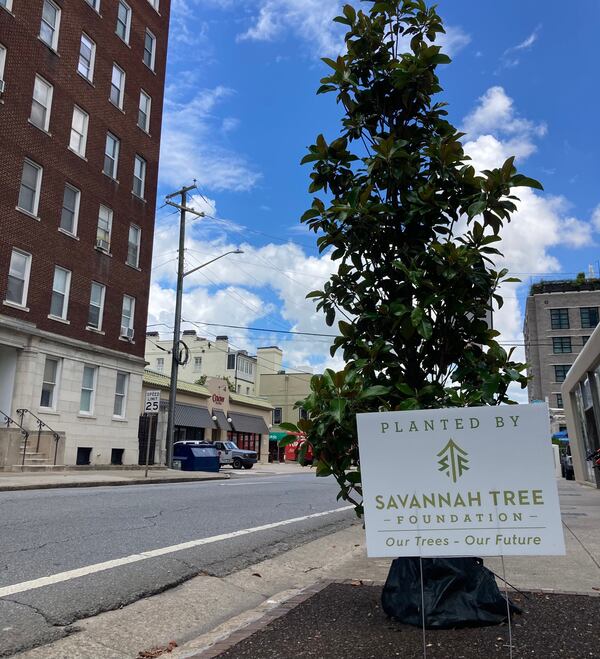 Magnolia tree planted in downtown Savannah in 2021.