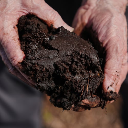 Curtis Richardson, an ecology professor at Duke University, holds peat soil Wednesday, May 6, 2026, in Belhaven, N.C. (AP Photo/Joshua A. Bickel)