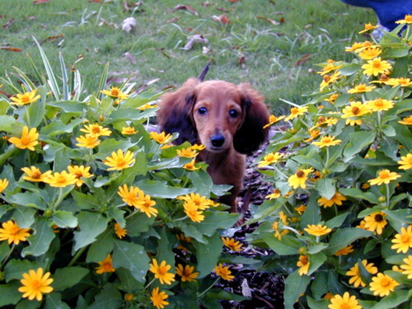 T.G.I.F.: Atlanta's Smiling Pets