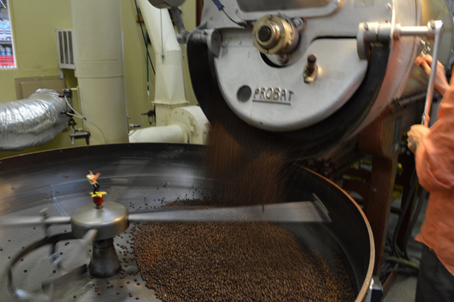 Once the temperature reaches the desired temperature, about 11-13 minutes, the roasted beans are poured into the cooler.