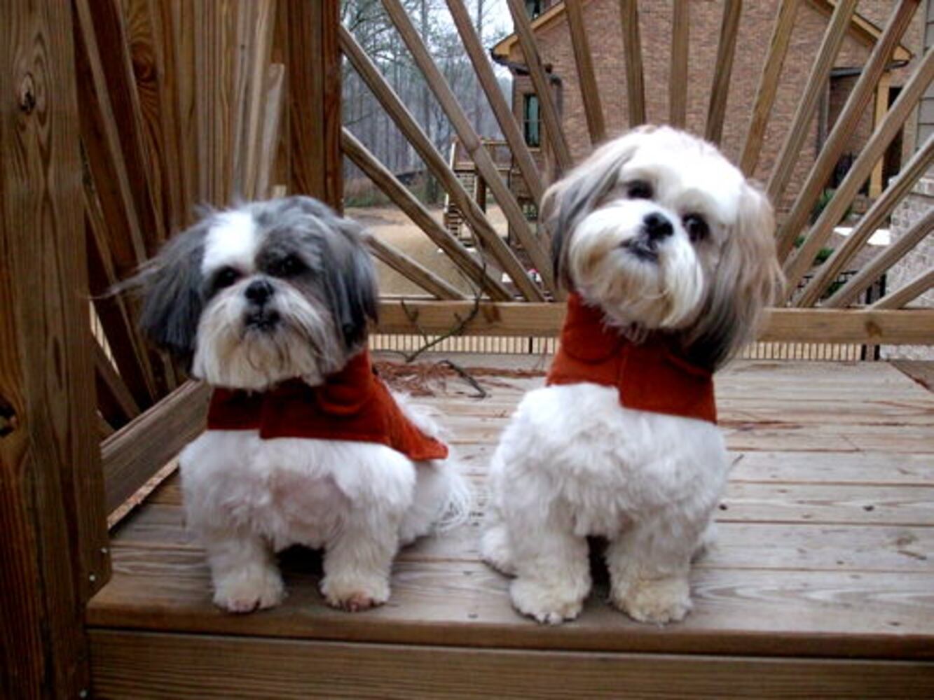 T.G.I.F.: Atlanta's Smiling Pets