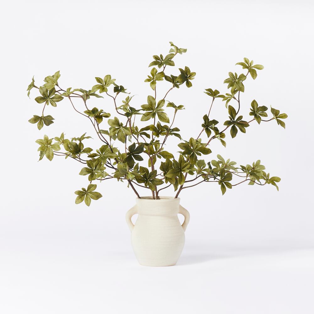 home-plants