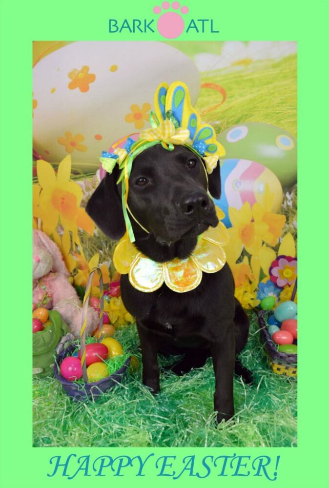 Easter pups on parade at Bark ATL 2013