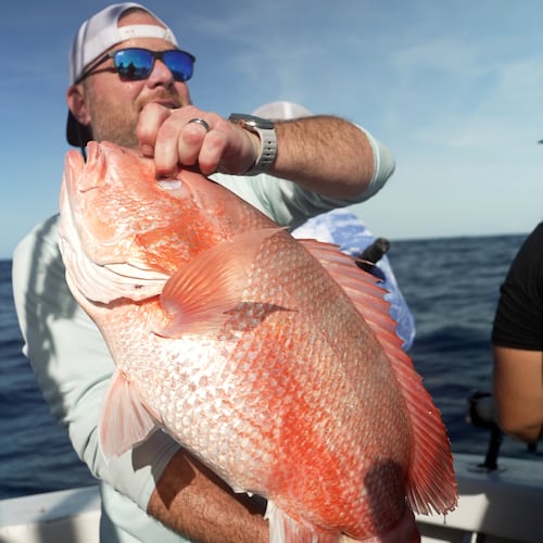 Chris Kemp holds up a red snapper he caught on the charter boat Jodie Lynn II, before releasing it back into the water miles off the coast of St. Augustine, Fla., on May 22, 2026. (AP Photo/Shelby Lum)
