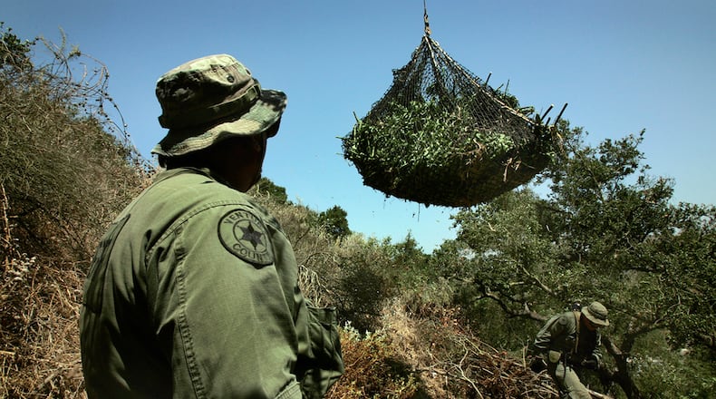 Newbury Park, CA. Ventura County Sheriff Department Officers along with DEA Agents cut and gather 800 pounds of maturing Marijuana plants found growing under a canopy of Oak trees in a ravine near 2331 Borchard Road in Newbury Park on Friday morning. A Ventura County Sheriff helicopter lifted the seized crop out from the ravine and lowered it onto a waiting truck for disposal. Police made one arrest early in the morning at the scene and were cautious as another suspect was still at large. (Photo by Al Seib/Los Angeles Times via Getty Images)