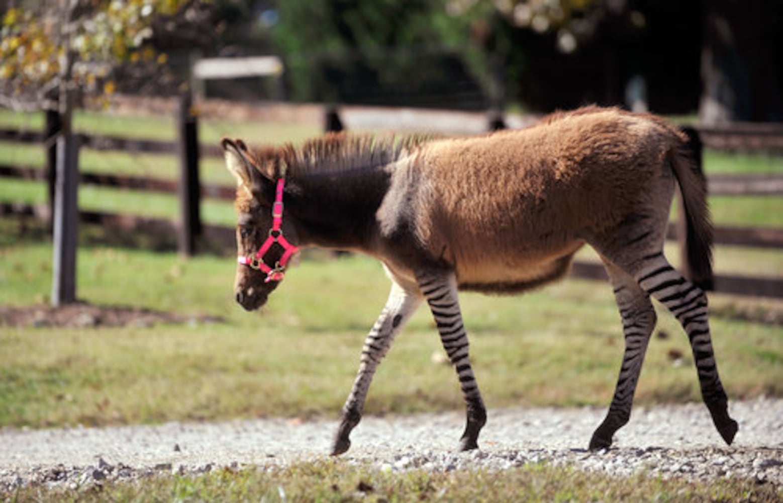 Zedonk a star at Chestatee Wildlife Preserve