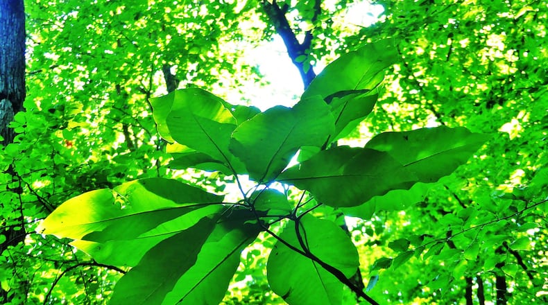 The big-leaf magnolia is unusually abundant in the Cascade Springs Nature Preserve in southwest Atlanta. The species boasts the largest simple leaf and single flower of any native plant in North America. CONTRIBUTED BY CHARLES SEABROOK