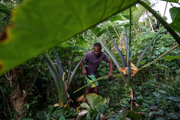 Kaltang Laban farms on Pele Island, Vanuatu, Thursday, July 17, 2025. (AP Photo/Annika Hammerschlag)