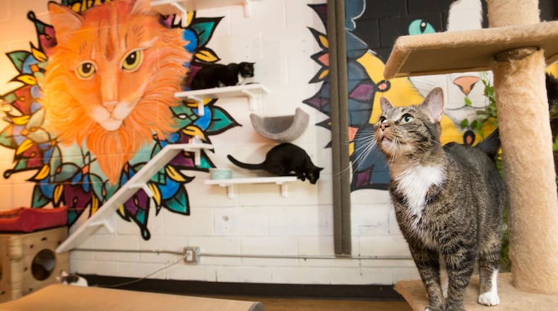 What is Java Cats Café?