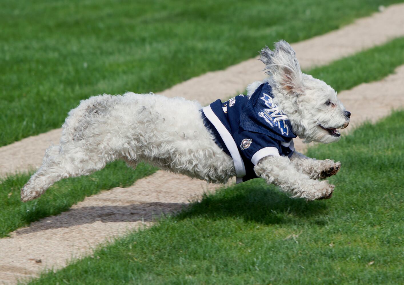 Milwaukee Brewers adopt stray, name it "Hank" after Hank Aaron