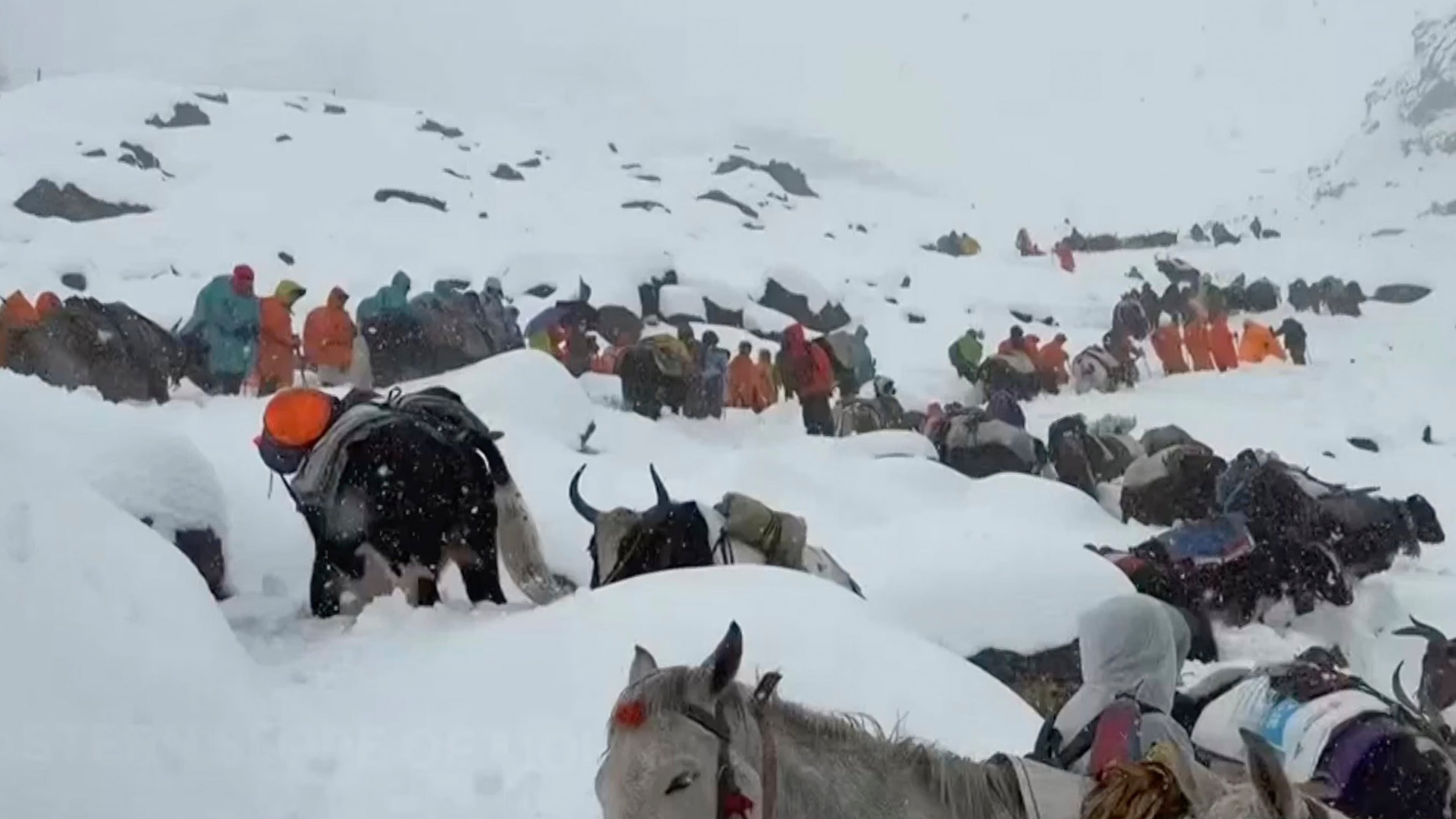 In this photo taken Oct. 4, 2025 and released by Lingsuiye, villagers with their oxen and horses ascend the mountain during rescue efforts to reach hundreds of hikers trapped by heavy snow at tourist campsites on a slope of Mount Everest in Tibet on Sunday, Oct. 5, 2025. (Lingsuiye via AP)