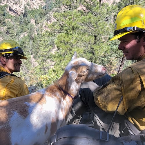 A goat named Goldie keeps firefighters company while they battle the Rock Creek Fire in Colorado Springs, Colo., on Thursday, July 9, 2026. (Colorado Springs Fire via AP)