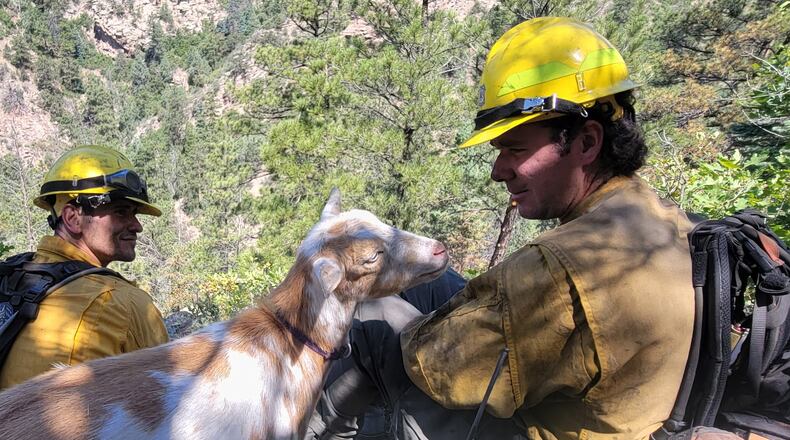 A goat named Goldie keeps firefighters company while they battle the Rock Creek Fire in Colorado Springs, Colo., on Thursday, July 9, 2026. (Colorado Springs Fire via AP)
