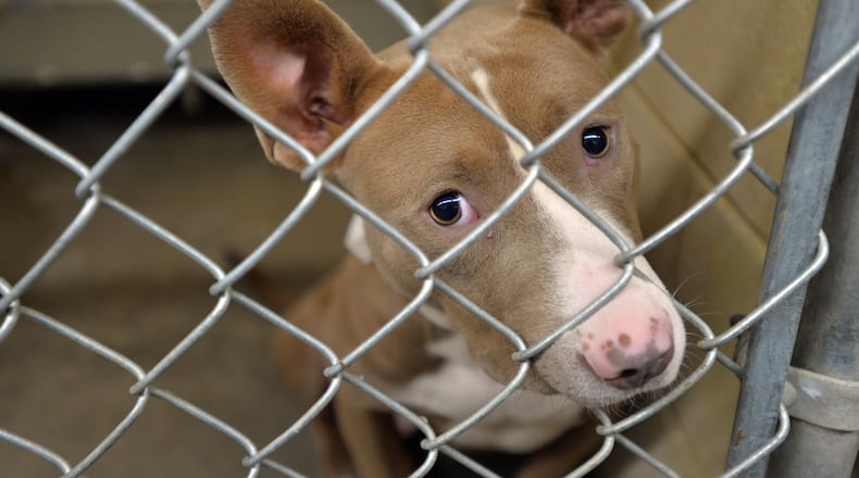A dog labeled as a Pitbull mix at the Clayton County Animal Shelter. State lawmakers approved a bill on Thursday naming the “adoptable dog” the official canine mascot of Georgia. BRANT SANDERLIN / BSANDERLIN@AJC.COM .