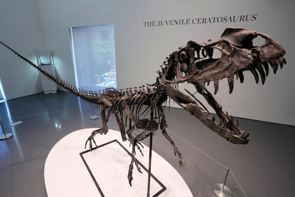 A mounted Juvenile Ceratosaurus skeleton, of the Late Jurassic, Kimmeridgian Stage, approximately 154-149 million years ago, estimated at $4 - 6 million, is displayed at Sotheby's, in New York, Wednesday, July 9, 2025, part of their Geek Week auction, July 16, 2025. (AP Photo/Richard Drew)