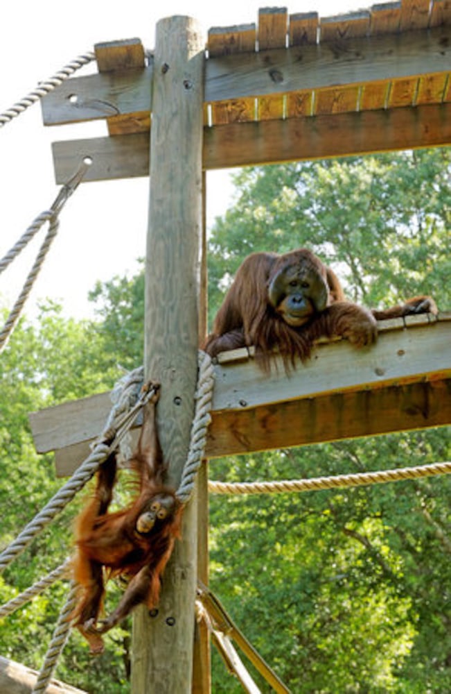 Zoo Atlanta's animal dads