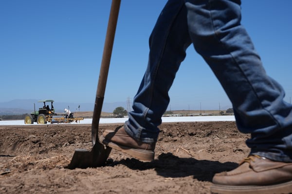 A farm worker checks the land as workers plow a strawberry field in Oxnard, Calif., on Wednesday, June 18, 2025. (AP Photo/Damian Dovarganes)