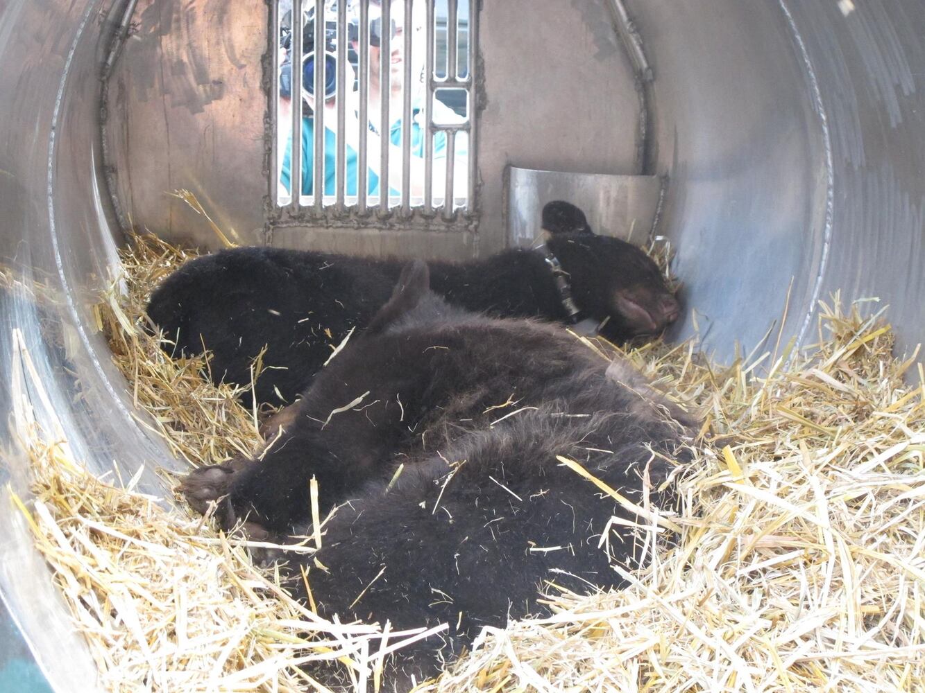 'Cinder' bear
