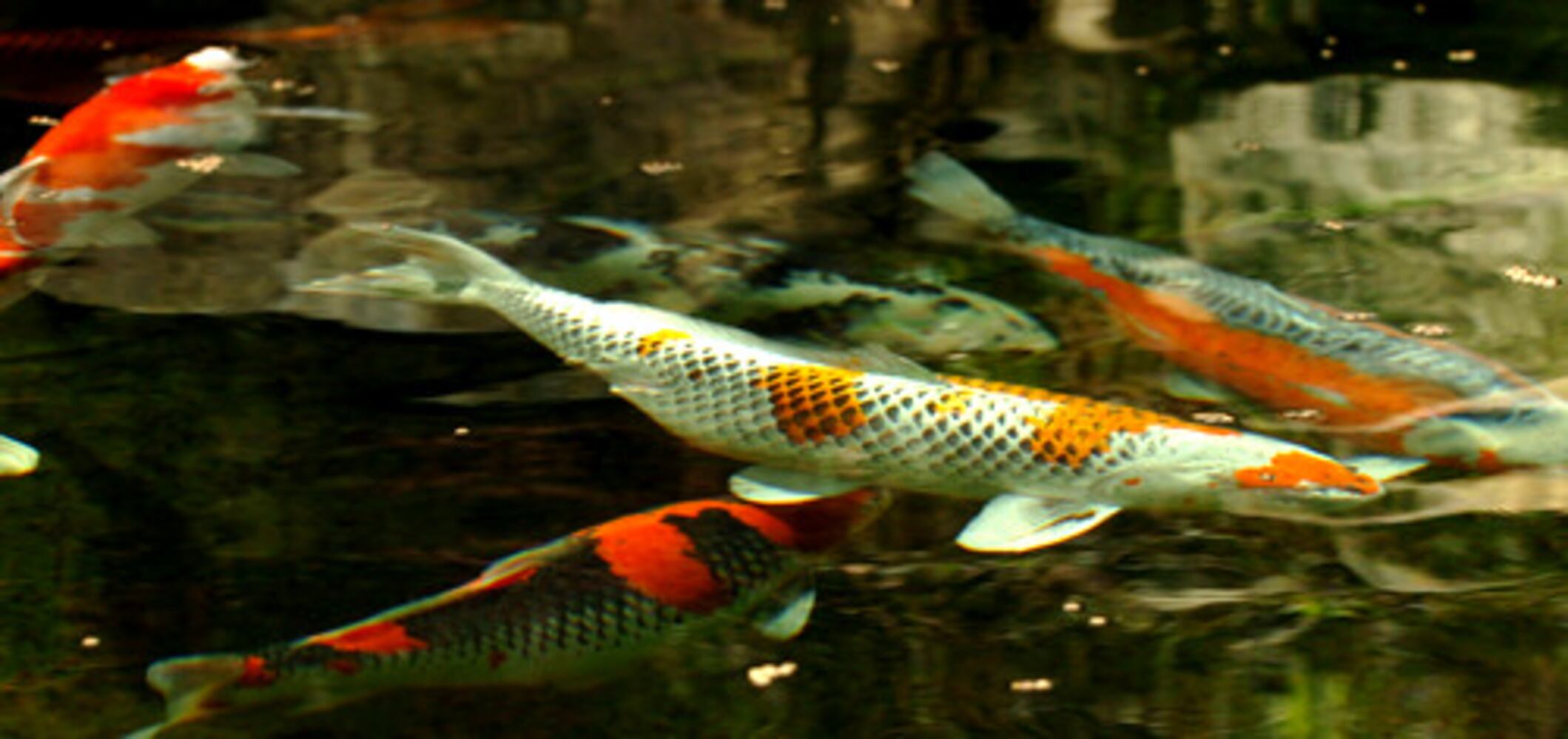 Atlanta Koi Club auction this weekend