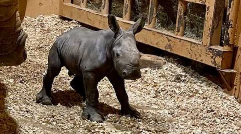 Zoo Atlanta welcomed a newborn southern white rhinoceros calf on Christmas Eve. The largest of five rhino species, southern white rhino calves are born weighing 100-150 lbs. (Photo courtesy Zoo Atlanta)