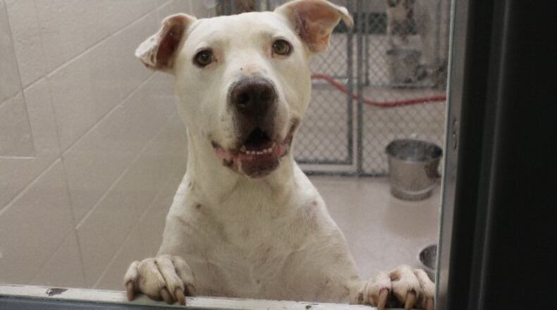 Photos courtesy of Gwinnett County animal shelter.
