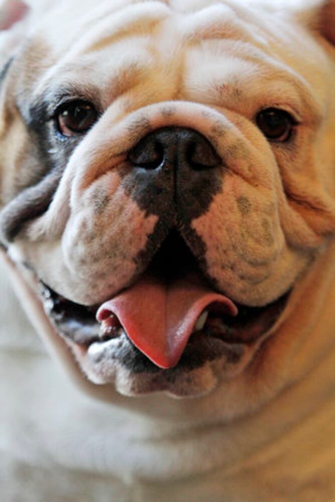 New breeds at Westminster Dog Show