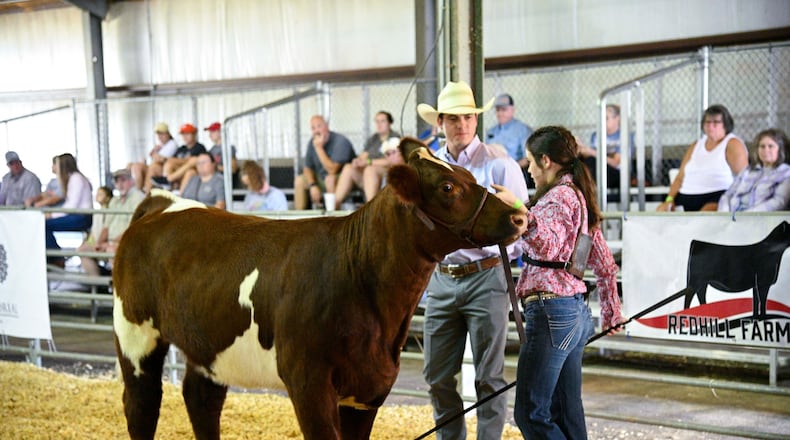 Livestock shows are a staple of many fairs, including the Chattahoochee Mountain Fair in Clarkesville. Courtesy of Chattahoochee Mountain Fair