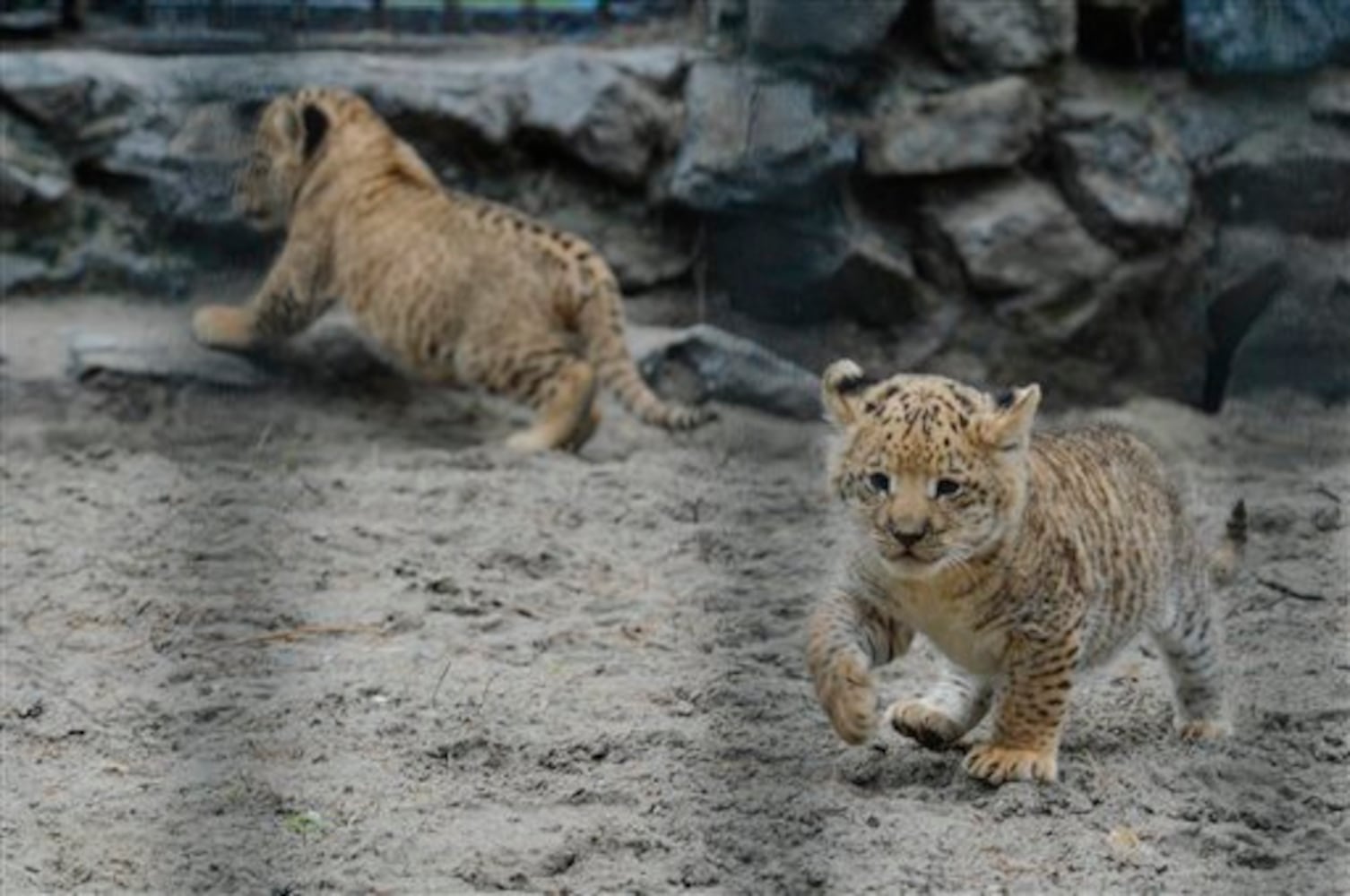 Liliger cubs