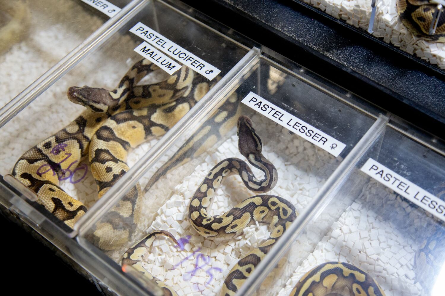 PHOTOS: Repticon 2020