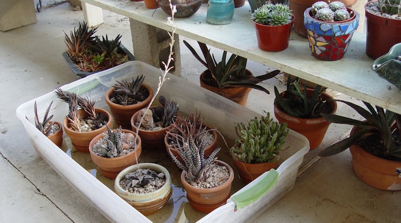 Use shallow boxes for small pots and wash tubs for big ones to water from the bottom up for immediate results. (Maureen Gilmer/TNS)